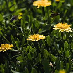 Dandelion flower outdoors