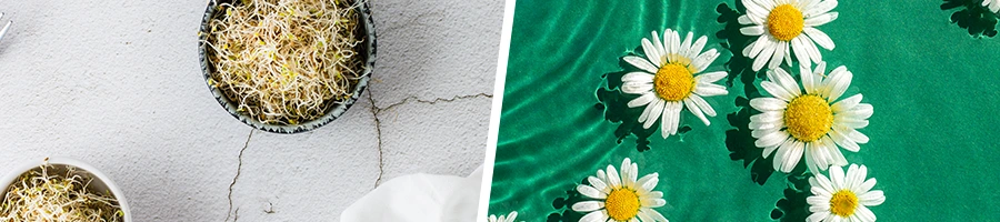 bowl of alfafa and chamomile flower on water